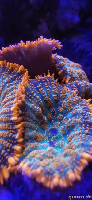 Meerwasser Korallen LPS 