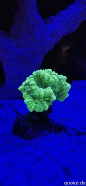 Meerwasser Korallen LPS  Bild 4