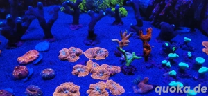 Meerwasser Korallen LPS  Bild 6