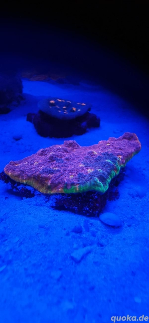 Meerwasser Korallen LPS  Bild 5