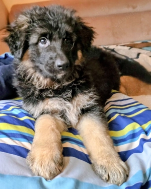 Welpen Altdeutsche Schäferhunde 