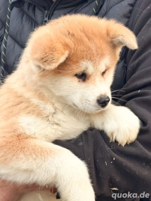 Akita-Inu-Welpen 