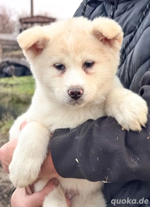 Akita-Inu-Welpen 