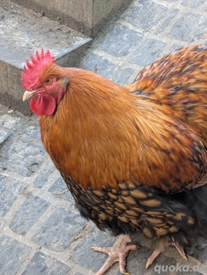 Hahn zu verschenken 