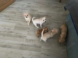 Hunde Verkauf  Chihuahua 