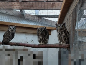 Westkreischeule   Kennicotti-Eule 