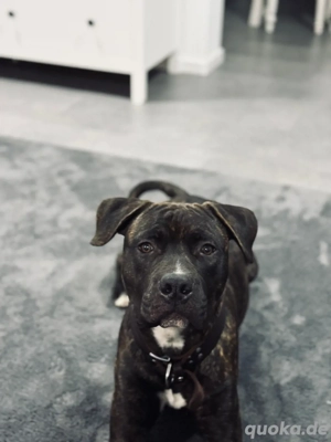 Staff Boxer mix 8 monate 