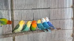 pfirsichköpfchen unzertrennliche agaporniden 