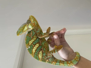 Männliches Jemench Camäleon zu verkaufen!!