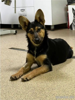 Dora, kluge Schäferhund-Mix-Hündin sucht ihr Für-immer-Zuhause