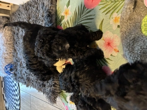 Süßer Zwergpudelwelpe (Mädchen) sofort abzugeben 