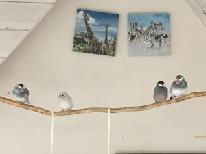 Suche einen Reisfink