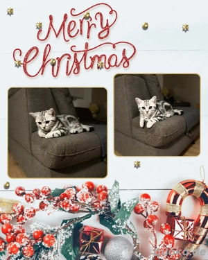 Ein wunderschönes BKH-Kitten ( Kater) sucht liebevolles Zuhause.