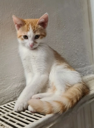 Zuhause für das letzte Kätzchen (W) gesucht