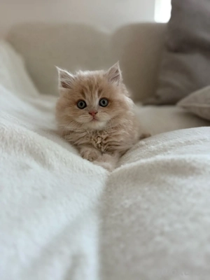 BLH Britisch Langhaar Kitten Kater Katze creme beige