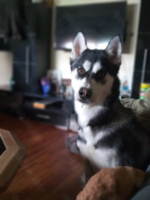 Siberian Husky Rüde 2 Jahre 