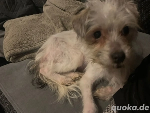 Mica 2 jahre in Deutschland  Bild 8