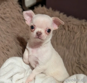 Chihuahua Mädchen Wolke mit Ahnentafel