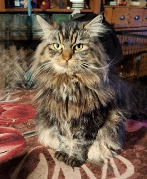 Hübsche Maine Coon Mädchen, 7 Monate und 1 Jahr alt 