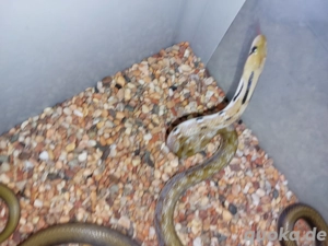 Indische Schmucknattern,  Coelognathus helena,  Nz. 24,