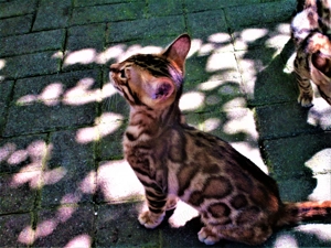 Bengal Katze Kater Kittem Bild 2