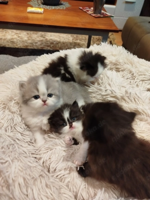 BLH Kitten 19.11.2025