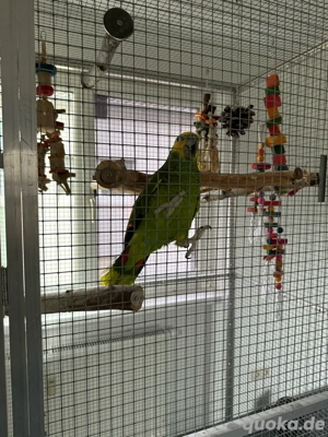 blaustirnamazone  Bild 4