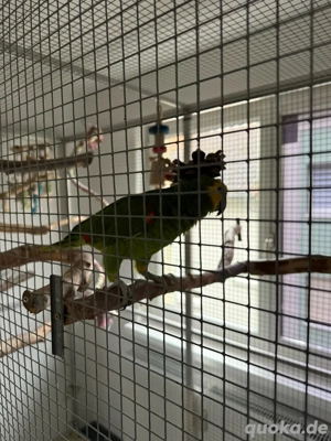 blaustirnamazone  Bild 5