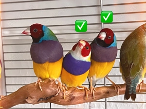 Gouldamadinen in guter Qualität   kräftig und wunderschön