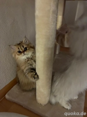 Zwei liebe Perserkätzchen (Geschwister) in gute Hände abzugeben