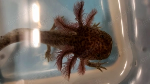 Wildling Axolotl 3 Stück
