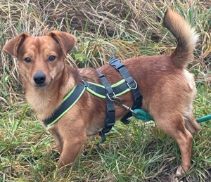 KOBU sucht seine Familie