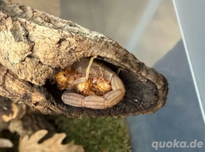 Tityus stigmurus Jungtiere 