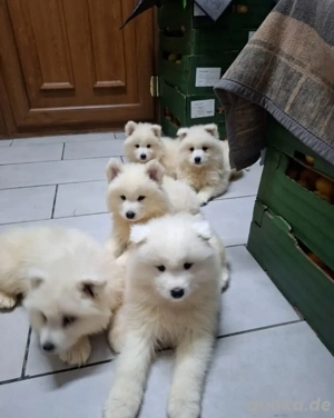   Nur noch 2 Rüden und 2 Hündinnen verfügbar   Außergewöhnliche Samojedenwelpen suchen ein liebevoll