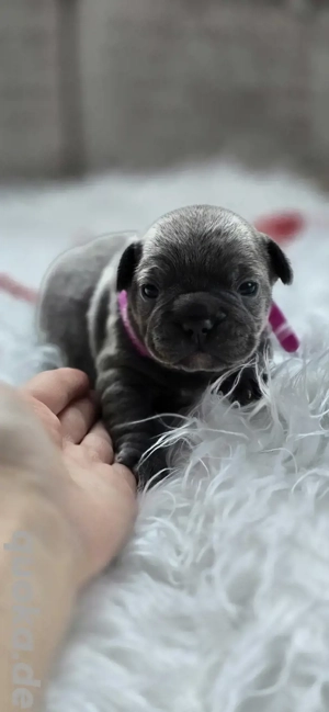    Französische Bulldoggen-Welpen