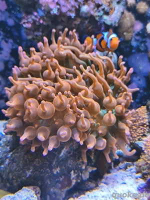 Sunburst Blasenanemone