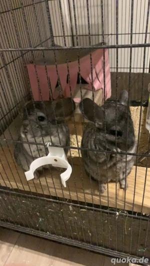 Chinchilla 2 Gruppen