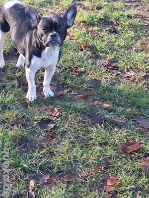 Französische Bulldogge Mix
