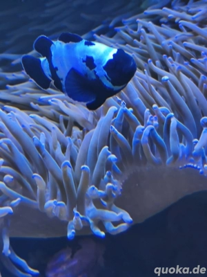 Black Storm Clownfisch 
