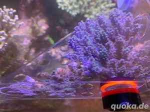 Acropora, Sps Ableger