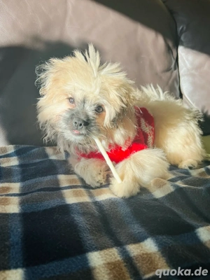 Welpe Hündin   Pomeranian (Zwergspitz)
