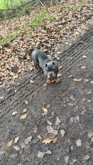 Old english Bulldog Welpe , Rüde mit Ahnentafel 