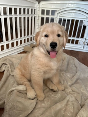Bezaubernde Golden-Retriever-Welpen suchen ein neues Zuhause