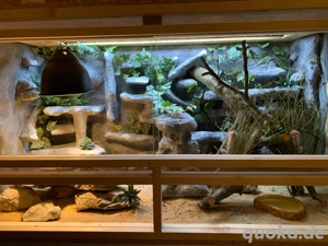 Terrarium inkl. 3 Leopardgekkos