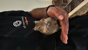 Degufamilie sucht Zuhause 