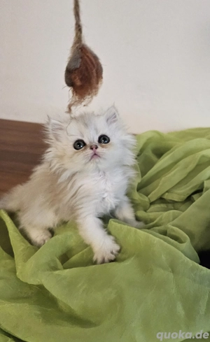 Britisch Kurzhaar und Britisch Langhaar Kitten 