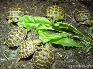 Russische Landschildkröten Nachzuchten 2025