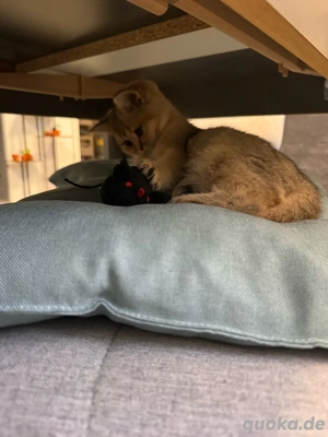 Britisch Kurzhaar Kitten Bild 6