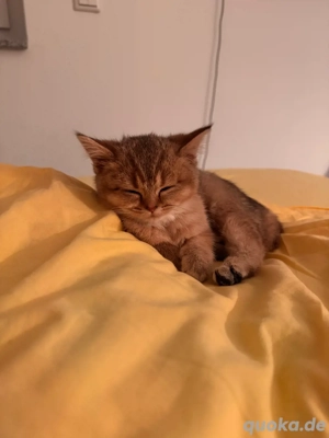 Britisch Kurzhaar Kitten Bild 4