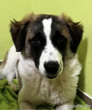 Groß-Flauschig-Doina